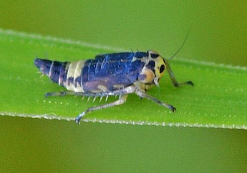 Macrosteles variatus